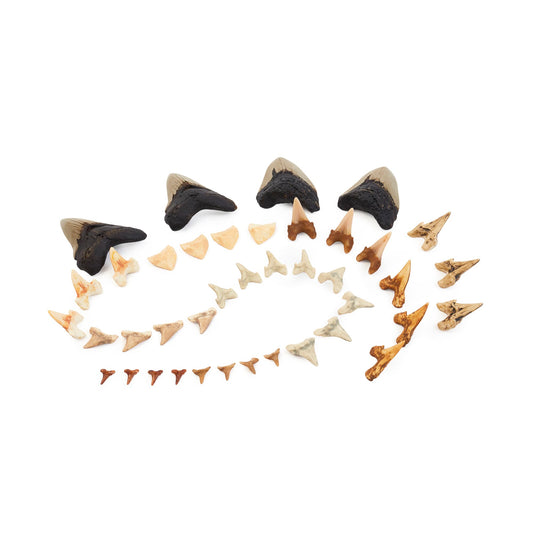 Super Shark Teeth Set - 40 pieces