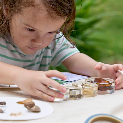 Specimen Life Cycle Puzzles
