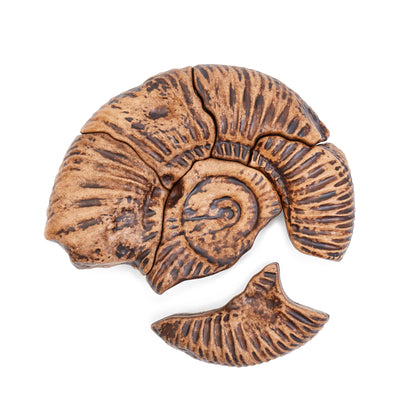 Magnetic Fossil 3D Puzzle