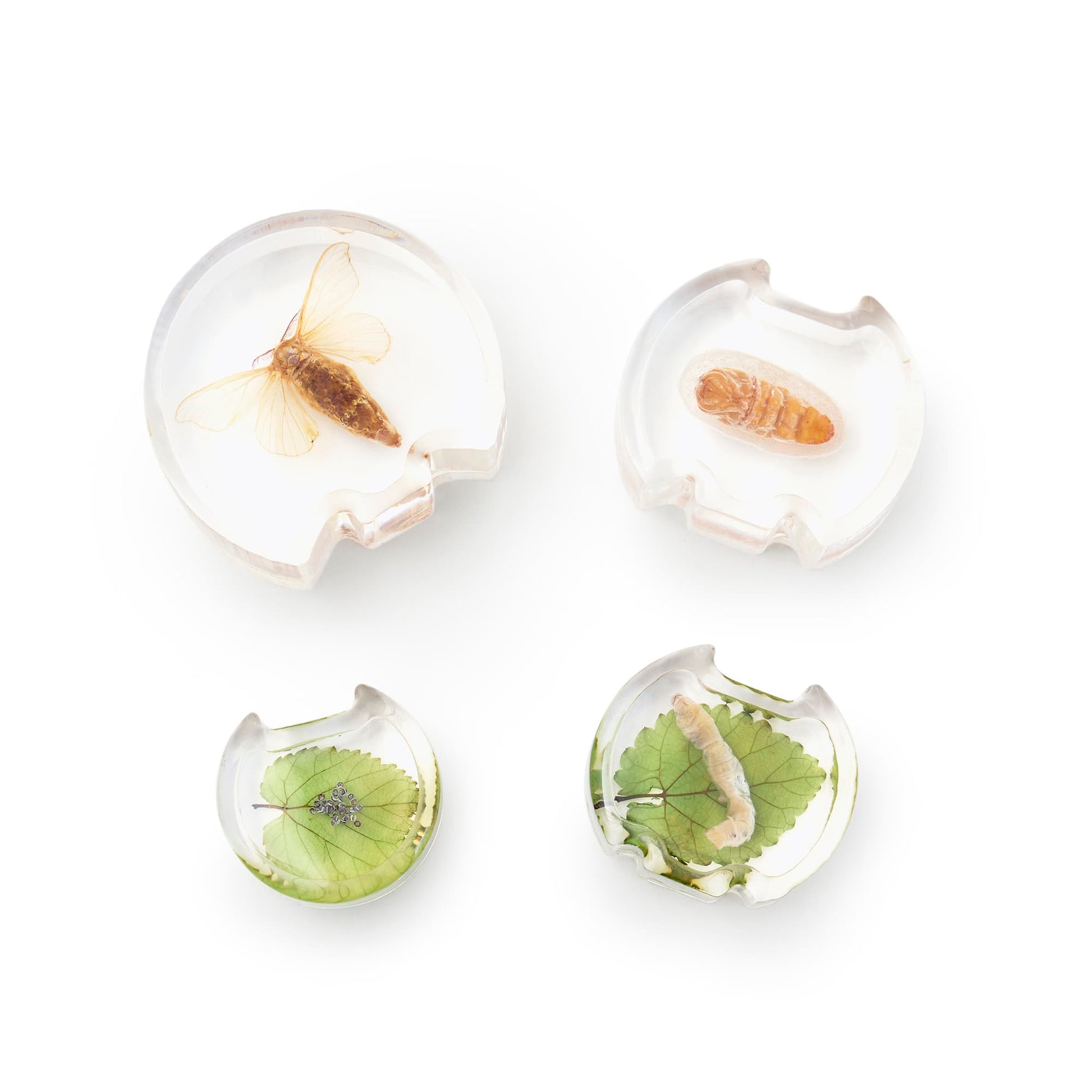 Specimen Life Cycle Puzzles